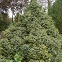 Picea omorika 'Nana'